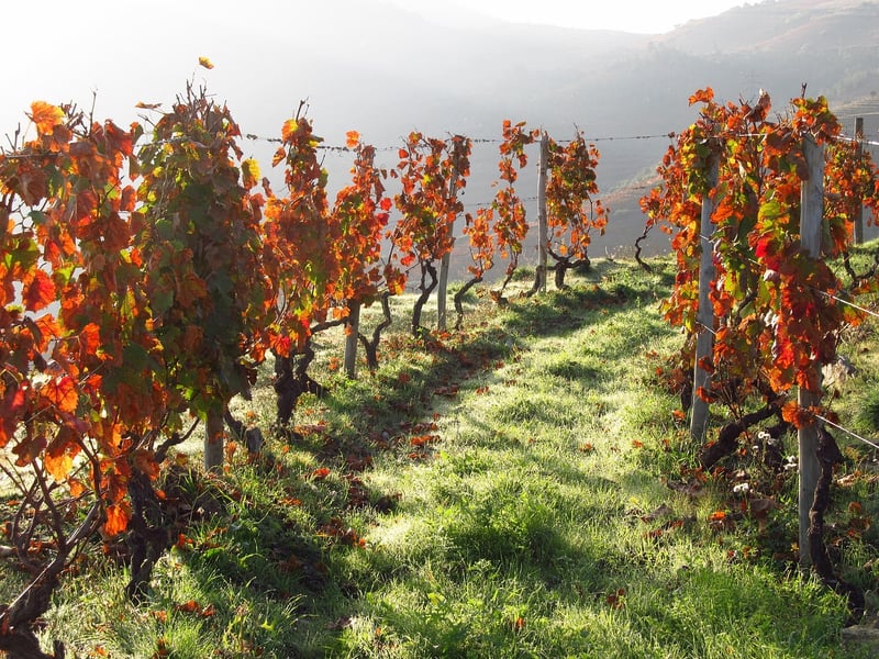 Douro Valley Vineyard