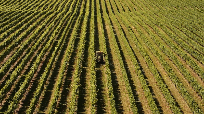 Marlborough Vineyard